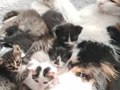 Ofer spre donatie patru pisoiasi
