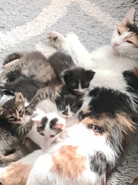 Ofer spre donatie patru pisoiasi