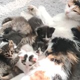 Ofer spre donatie patru pisoiasi