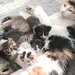 Ofer spre donatie patru pisoiasi